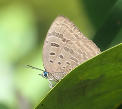 Arhopala silhetensis