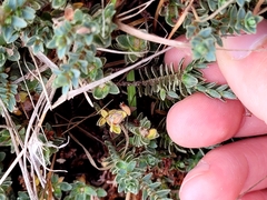 Pimelea oreophila