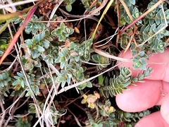 Pimelea oreophila