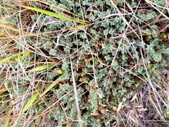 Pimelea oreophila