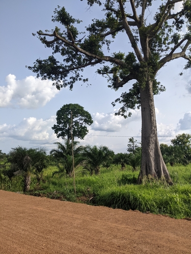 Kapok Tree