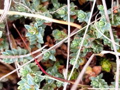 Pimelea oreophila
