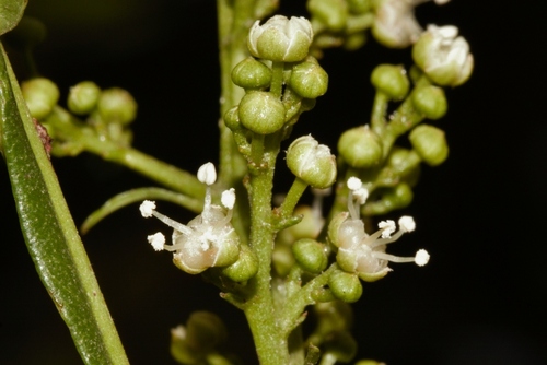 Filicium decipiens