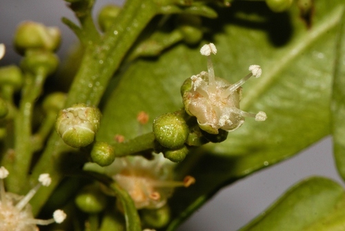 Filicium decipiens