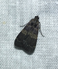 Hydrillodes funestalis