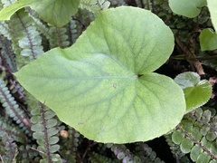 Brachyglottis turneri