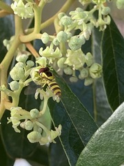 Ischiodon scutellaris