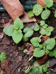 Lamium purpureum
