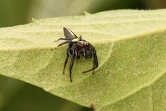 Opisthoncus mordax