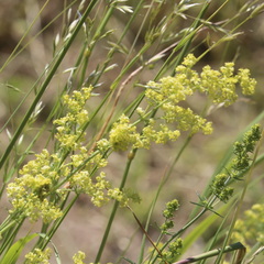 Galium × pomeranicum
