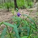 Artanema fimbriatum - Photo (c) Reece Taverner, μερικά δικαιώματα διατηρούνται (CC BY-ND), uploaded by Reece Taverner