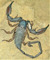 Hadogenes granulatus