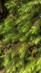 Pyrrhobryum spiniforme