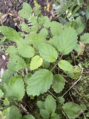 Jovellana sinclairii