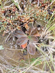 Plantago raoulii