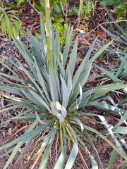 Yucca