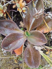Plantago raoulii
