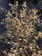 Dicoria canescens