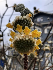 Edgeworthia