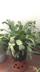 Schlumbergera truncata