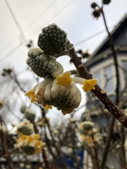 Edgeworthia