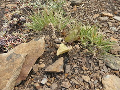 Veronica wyomingensis