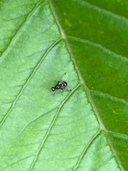 Parapalaeosepsis plebeia