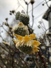 Edgeworthia