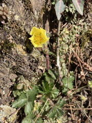 Potentilla matsumurae