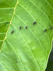 Parapalaeosepsis plebeia