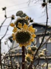 Edgeworthia