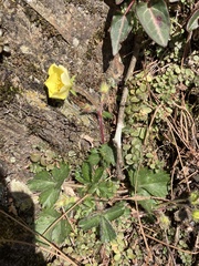 Potentilla matsumurae