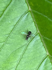 Parapalaeosepsis plebeia