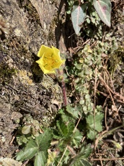 Potentilla matsumurae