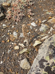 Veronica wyomingensis