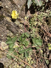 Potentilla matsumurae