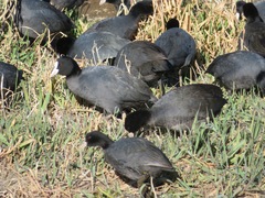 Fulica atra