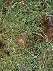 Usnea trichodea