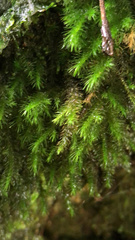 Pyrrhobryum spiniforme