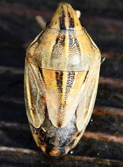 Aelia notata