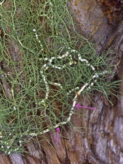 Usnea trichodea