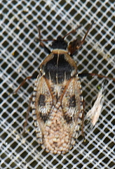Dictyla echii