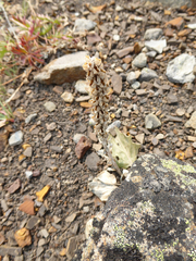 Veronica wyomingensis