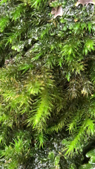 Pyrrhobryum spiniforme