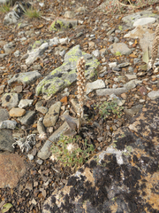 Veronica wyomingensis