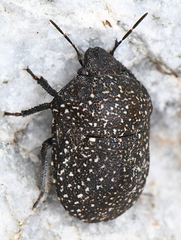 Psacasta exanthematica