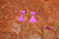 Stylidium notabile
