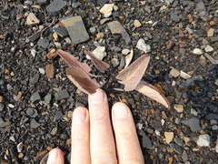 Veronica wyomingensis