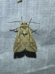 Mythimna decisissima