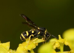 Leucospis bifasciata